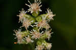 White goldenrod